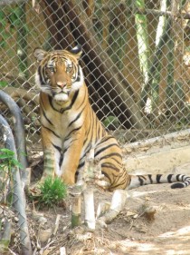 Malayan Tiger Panthera tigris malayensis San Diego Zoo 