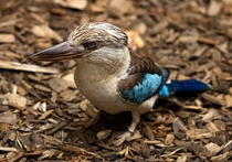 Male blue-winged Kookaburra Dacelo leachii 