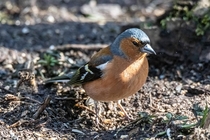 Male chaffinch Photo credit to Duncan Heyes