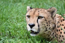 Male Cheetah Acinonyx jubatus 