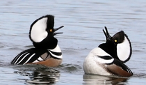 Male Hooded Mergansers at Lake Artemisia Maryland Photo credit to Gary Ladner
