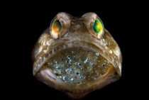 Male jawfish mouthbrooding eggs until they hatch