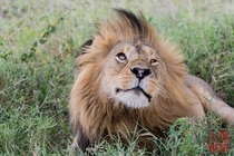 Male Lion - Caught in the moment Northern Serengeti Tanzania 