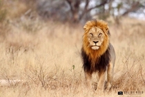 Male Lion early morning Kruger National Park OC