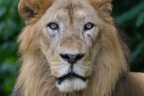 Male Lion - Intense Stare 