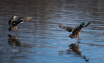 Mallards coming in for a landing 