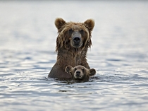 Mama and baby grizzly bear go for a swim in Kurile Lake in Russia photo by by Marco Mattiussi 