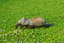 Mama elephant and her calf snacking on water lilies in India 