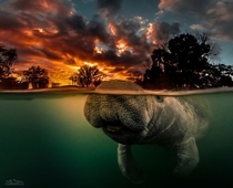Manatee Trichechus manatus at Three Sisters Springs in Florida taken by Jeff Stamer 
