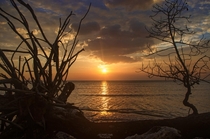 Mangrove sunset Trinidad WI  OC
