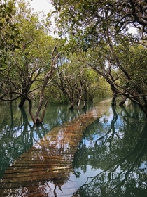 Mangrove swamp Paihia New Zealand 