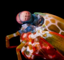 Mantis Shrimp Odontodactylus scyllarus 