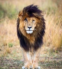 Mara Game Reserve is Mourning- Lost One of the Great Iconic Male Lions Scarface - RIP Scarface