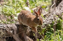 March Hare - Swamp Rabbit