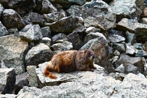 Marmot Marmota flaviventris on Blanca Peak CO 