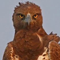 Martial Eagle Looks pised off