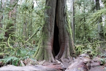 Massive  metre circumference tree Cathedral Grove Vancouver Island Canada 