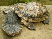 Mata Mata turtle