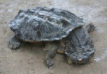 Mata Mata Turtle Chelus fimbriata 