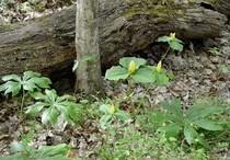Mayapple and Yellow Trillium in the Cherokee National Forest 