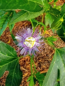 Maypop Passiflora incarnata 