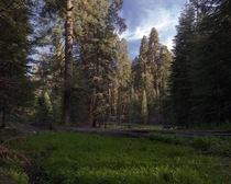 Meadow in a sequoia grove 
