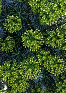 Mediterranean Spurge Euphorbia characias Seattle WA 