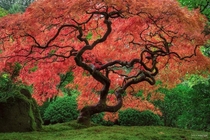 Medusa - Japanese Maple in full Autumn Color Oregon  maxfosterphotography