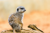 Meerkat Photo credit to Andy Holmes