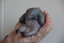 Meet Beau an orphaned -day-old echidna puggle who has been saved by Sydneys Taronga Zoo 