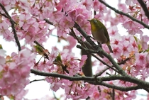 Mejiro or Japanese white-eye Zosterops japonicus enjoying the Kawazu variety of cherry blossoms 