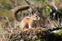 Met this little guy on a hike through the Tetons last year Chipmunk Tamias 