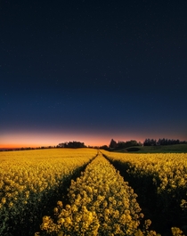 Midnight glow over canola field in Northern Denmark 