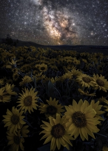Milky Way Dreams Heres a photo of some wildflowers with the Milky Way above them from this spring here in Oregon Thanks for stopping by and I hope everyone has a good weekend OC  IG john_perhach_photo