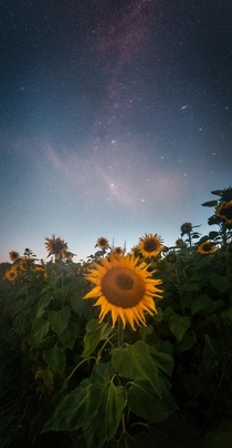 Milky Way over a sunflower in Denmark 