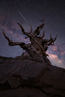 Milky Way over an Ancient Bristlecone Pine Sierra Mountains Califormia 