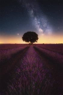 Milky way over lavender fields in Spain - Brihuega Spain 