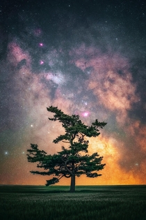 Milky Way over tree in Ontario Canada  x