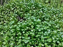 Miners Lettuce Claytonia perfoliata  x   - It is the finest of wild greens for a salad httpshonest-foodneton-miners-lettuce-americas-gift-to-salad