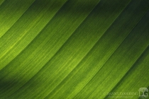 Minimalist shot of late afternoon sunlight shining through a large bird of paradise leaf 