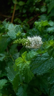Mint flower mid-bloom Mentha spicata I think 
