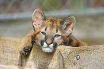 Mirka the Cougar Cub Puma concolor - Frauenfeld Switzerland 