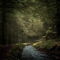 Misty Forest in Dartmoor England 