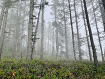 Misty mountain side in Cape Sebastian State Park Oregon 