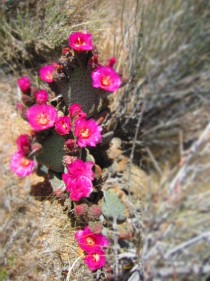 Mojave Desert cacti in bloom 