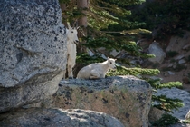 Mom and baby Mt goat Colchuck Lake The Enchantments Leavenworth WA 