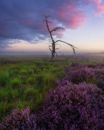 Moments before sunrise - blooming heather in the Netherlands 