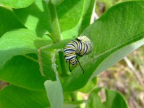 Monarch Caterpillar Danaus plexippus Eating some milkweed 