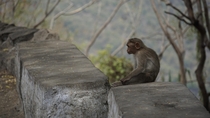 Monkey contemplating life in Kodaikanal India 