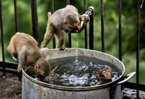 Monkeys drinking and bathing 